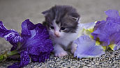 Kitten photography